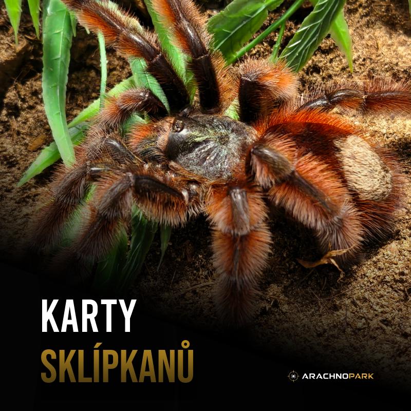Karty sklípkanů